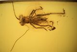 mm Bush Cricket (Tettigoniidae) In Baltic Amber - Rare! #123403-1